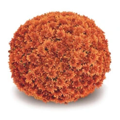 Mum 14" Premium -Pesches Garden Center belgian mum arluno orange 255098ef abe8 4c61 8e99 78ad84b001f0