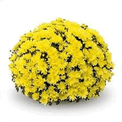 Mum 10" Hanging Basket -Pesches Garden Center belgian mum arluno yellow 2cd10606 092a 48e7 b523 3958a38fb30d