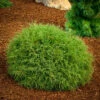 Arborvitae - Thuja Occidentalis 'Mr. Bowling Ball'