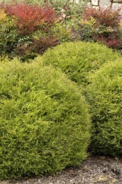 Arborvitae - Thuja Occidentalis 'Mr. Bowling Ball' 7 Arborvitae - Thuja Occidentalis 'Mr. Bowling Ball' -Pesches Garden Center bowling ball 2