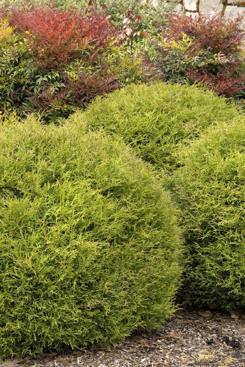 Arborvitae - Thuja Occidentalis 'Mr. Bowling Ball' 5 Arborvitae - Thuja Occidentalis 'Mr. Bowling Ball' - Image 3