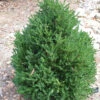 Buxus X Boxwood 'Green Mountain' 2 Buxus X Boxwood 'Green Mountain' -Pesches Garden Center boxwood green mountain