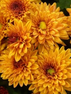 Mum 10" Hanging Basket -Pesches Garden Center bronze mum f74fe869 6aa2 4f72 bdda cd9a669becb0