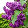 Lilac - Syringa Vularis 'Charles Jolly' -Pesches Garden Center charlesjolly