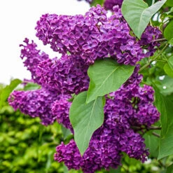 Lilac - Syringa Vularis 'Charles Jolly'