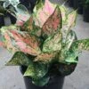 Aglaonema -Pesches Garden Center chinese evergreen pink aglaonema plant 183 detail