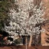 Flowering Pear - Pyrus Calleryana 'Cleveland Select' 1 Flowering Pear - Pyrus Calleryana 'Cleveland Select' -Pesches Garden Center clevelandselect