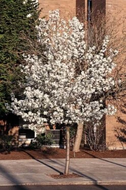 Flowering Pear - Pyrus Calleryana 'Cleveland Select'