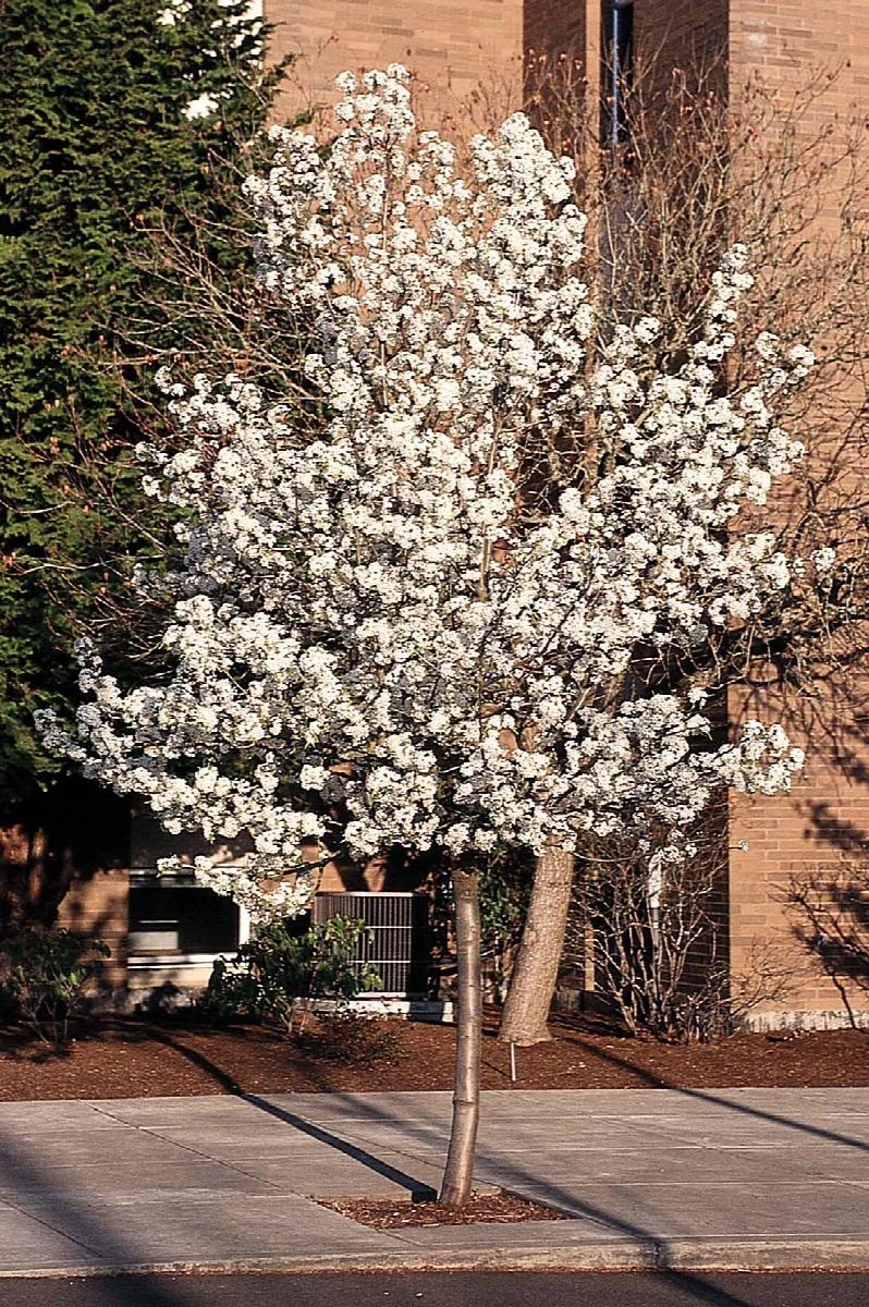 Flowering Pear - Pyrus Calleryana 'Cleveland Select' 3 Flowering Pear - Pyrus Calleryana 'Cleveland Select'