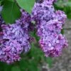 Lilac - Syringa Vularis -Pesches Garden Center commonlilac