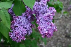 Lilac - Syringa Vularis