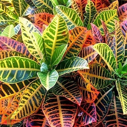 Croton 4 Croton - Image 2