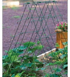 Cucumber Folding Support