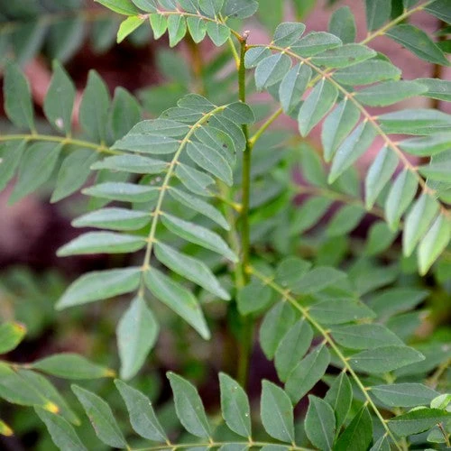 Curry Leaf 3 Curry Leaf