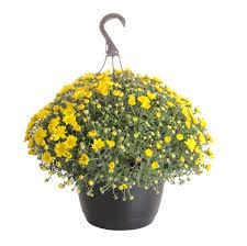 Mum 10" Hanging Basket