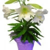 Easter Lily
