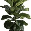 Ficus Lyrata (Fiddle Leaf Fig) -Pesches Garden Center fiddle