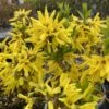 Forsythia 'Show Off Sugar Baby' 1 Forsythia 'Show Off Sugar Baby' -Pesches Garden Center forsythia show off sugar baby