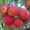 Apple - Malus Pumila ‘Fuji’ -Pesches Garden Center fuji
