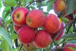 Apple - Malus Pumila ‘Fuji’