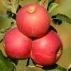 Apple Twist - 'Honeycrisp' & 'Galla' -Pesches Garden Center gallatwist