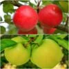 Apple Twist - 'Honeycrisp' & 'Honey Gold' 2 Apple Twist - 'Honeycrisp' & 'Honey Gold' -Pesches Garden Center honeygoldtwist
