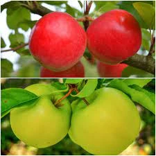 Apple Twist - 'Honeycrisp' & 'Honey Gold'
