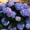 Hydrangea Macrophylla 'Let's Dance Blue Jangles' -Pesches Garden Center hydrangea macrophylla lets dance blue jangles