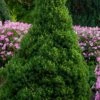 Spruce 'Dwarf Alberta' -Pesches Garden Center image