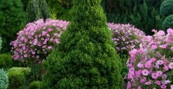 Spruce 'Dwarf Alberta'