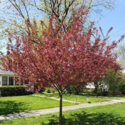 Flowering Crabapple - Malus X 'Show Time'