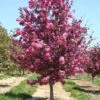 Flowering Crabapple - Malus 'Cardinal' -Pesches Garden Center malus cardinal