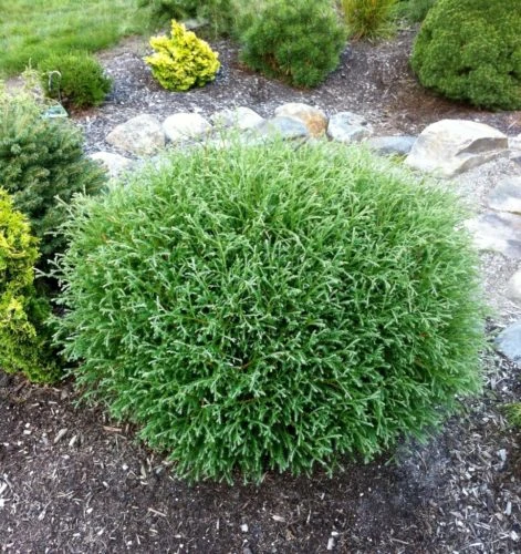 Arborvitae - Thuja Occidentalis 'Mr. Bowling Ball' 4 Arborvitae - Thuja Occidentalis 'Mr. Bowling Ball' - Image 2