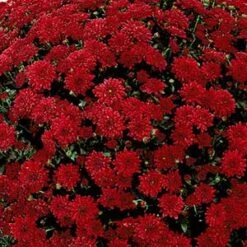 Mum 12" Premium -Pesches Garden Center mum red a9e78752 13ce 44cf bb6c cee54c8d9819