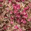 Weigela 'My Monet' -Pesches Garden Center my monet