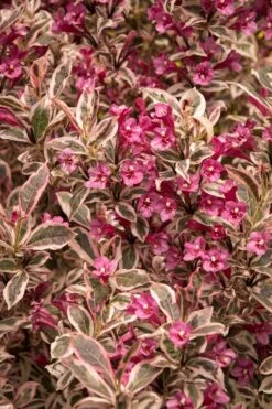 Weigela 'My Monet'