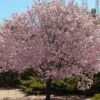 Flowering Cherry Plum - Prunus Cerasifera 'Newport' -Pesches Garden Center newport flowering plum