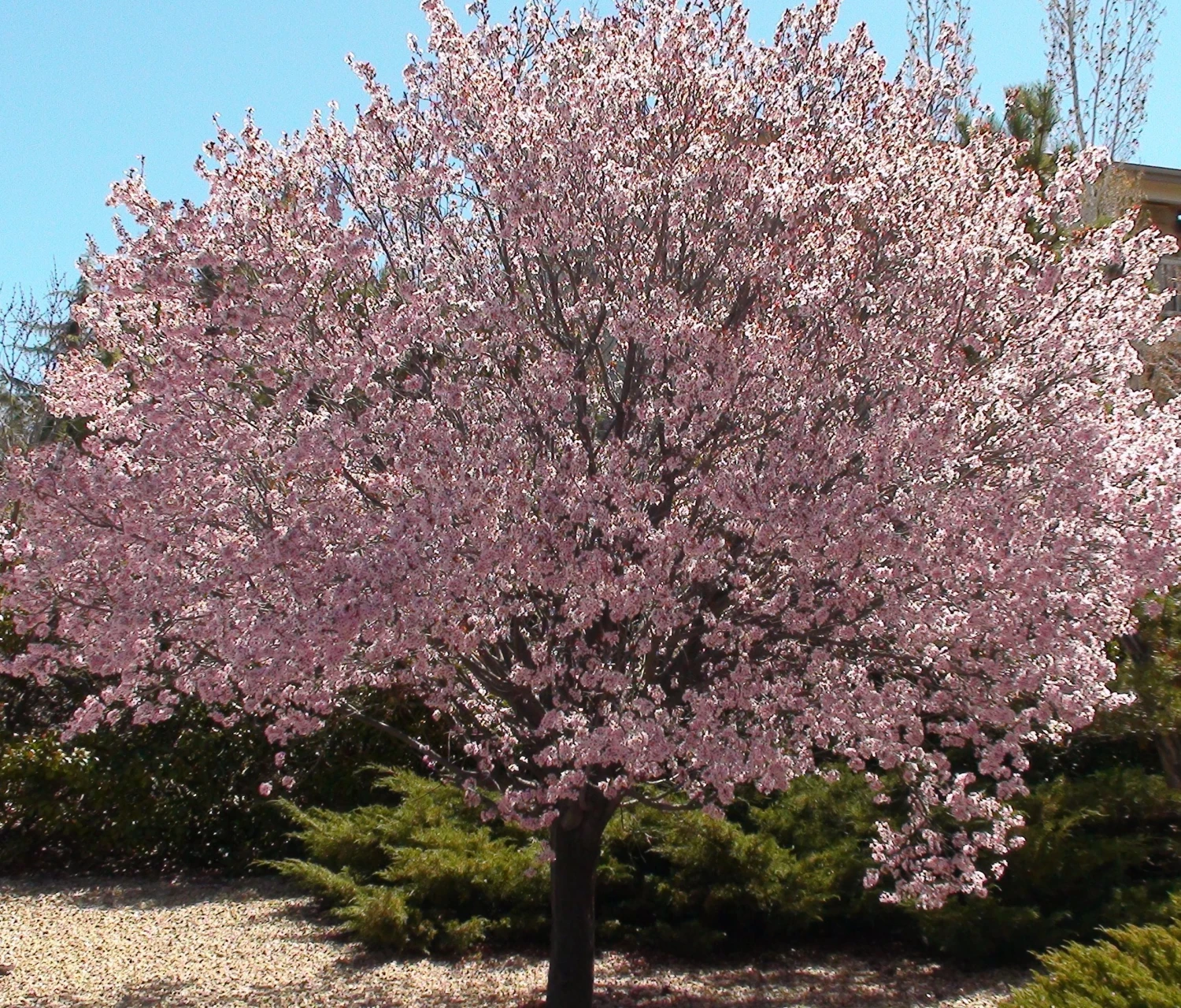 Flowering Cherry Plum - Prunus Cerasifera 'Newport' 3 Flowering Cherry Plum - Prunus Cerasifera 'Newport'