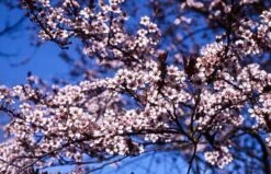 Flowering Cherry Plum - Prunus Cerasifera 'Newport' 9 Flowering Cherry Plum - Prunus Cerasifera 'Newport' -Pesches Garden Center newport flowering plum1