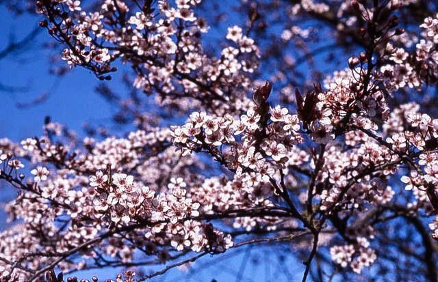 Flowering Cherry Plum - Prunus Cerasifera 'Newport' 6 Flowering Cherry Plum - Prunus Cerasifera 'Newport' - Image 4