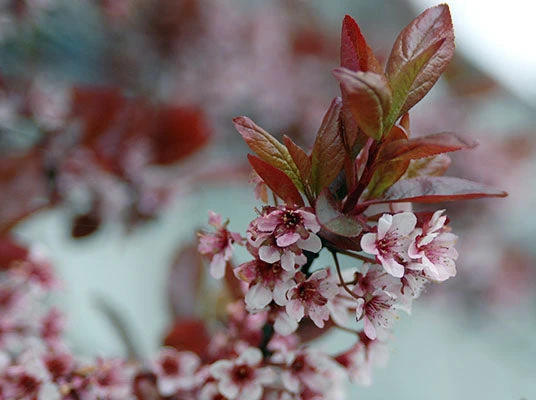 Flowering Cherry Plum - Prunus Cerasifera 'Newport' 5 Flowering Cherry Plum - Prunus Cerasifera 'Newport' - Image 3
