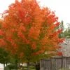 Maple - Acer Rubrum 'October Glory' -Pesches Garden Center octglory