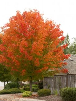 Maple - Acer Rubrum 'October Glory'