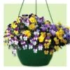Pansy Hanging Basket 1 Pansy Hanging Basket -Pesches Garden Center pansy basket