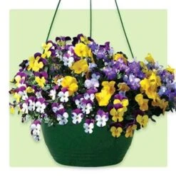 Pansy Hanging Basket