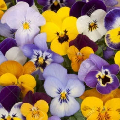 Pansy Bowl -Pesches Garden Center pansy mixed colors 2