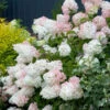 Hydrangea Paniculata 'Phantom' -Pesches Garden Center phantom