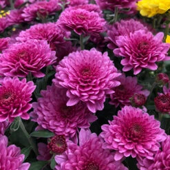 Mum 12" Premium -Pesches Garden Center pink mum ee0af858 4e08 4138 8808 3e5bcf59b722