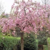 Weeping Higan Cherry - Prunus Pendula 'Pendula Rosea' 2 Weeping Higan Cherry - Prunus Pendula 'Pendula Rosea' -Pesches Garden Center prunus subhirtrella pendula plena rosea