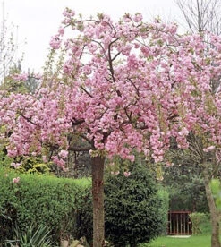 Weeping Higan Cherry - Prunus Pendula 'Pendula Rosea'